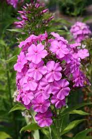 Phlox Paniculata Rene Duval Summer Flowers To Plant Plants Beautiful Flowers