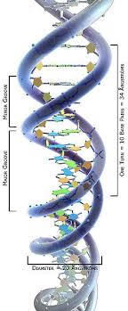 3d Science Dna Structure Labeled Angstroms Molecular Genetics Genetics Molecular Biology
