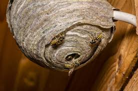 24 hour wasp control services uk nationwide. Eu2xll Ihdxo M