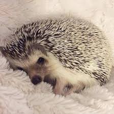 Hedgehog Animals Adorableanimals Pets Farmanimals Furryfriends Cuteanimals Herbivores Omnivores Mammals Cre Hedgehog Pet Cute Animals Cute Hedgehog