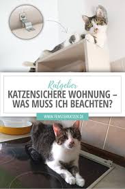 Katzensichere Wohnung Was Muss Ich Beachten Teil 1 Ratgeber Katzen Katzen Toilette Katzen Wohnungen