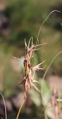 Image result for Cymbopogon pospischilii