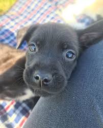 Don't forget to bookmark this page by hitting (ctrl + d), Puppy Therapy Bella S Guardian Angels Animal Rescue Cape Town 19 June 2021