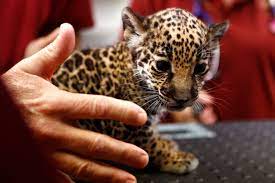 New Memphis Zoo Animals Baby Jaguars Welcomed