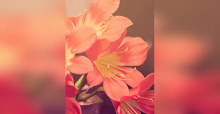 Obituary information for Mary Katherine Rider