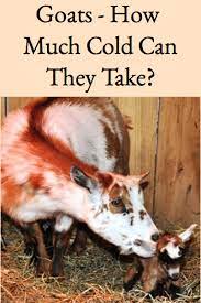 Goats How Much Cold Can They Take Better Hens Gardens