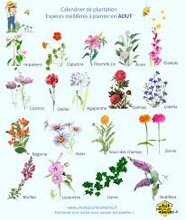 Un Blog Pour Les Abeilles Especes Melliferes A Planter En Aout Fleurs Melliferes Fleurs Pour Abeilles Noms De Fleurs