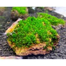 Fissidens Dubouis Hogue Sehr Seltenes Phonix Moos Auf Lavastein Ein Wunderschones Und Sehr Seltenes Phonix Moos Fissidensduboui Aquascaping Moos Lavastein