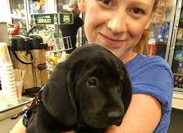 The first step to adoption in vermont is making that decision. The Puppy Diaries Cvhs Central Vermont Humane Society