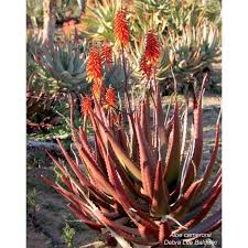 Image result for Aloe cameronii × christianii