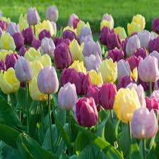 In stock and moving through the most efficient supply chain possible. Longfield Gardens Tulip Prince Mix Bulbs 25 Pack 11000069 The Home Depot Longfield Gardens Bulb Flowers Tulips