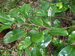 Image result for Huberantha