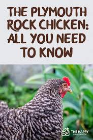 Plymouth rock chickens are very popular. The Plymouth Rock Chicken All You Need To Know