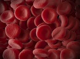 Image result for Red Blood Cell