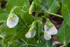 Image result for Pisum sativum