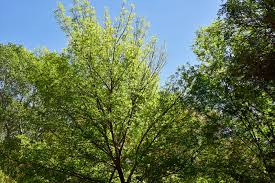 Image result for Fraxinus velutina