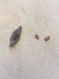 Image result for Dasylepis eggelingii