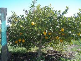 It was first discovered in new zealand in the 1980s. Lemonade Tree Perrys Fruit Nut Nursery