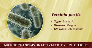 Image result for yersinia fotos