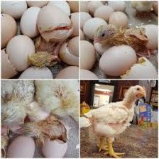 Fertile Bird Eggs For Sale Uk Jumbo Cornish Cross Fertile Hatching Eggs For Sale Fresh Fertile Eggs In 2020 Eggs For Sale Hatching Eggs For Sale Hatching Eggs