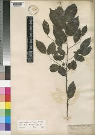 Image result for Diospyros abyssinica