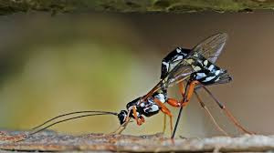 Image result for Polysphaeria ribauensis