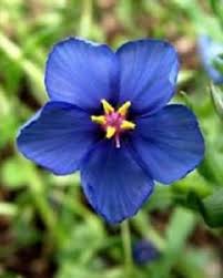 Image result for Anagallis