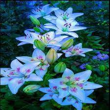 Flowers are large and often fragrant, and in a range of colours. Zinble Official Store In Pakistan Daraz Pk