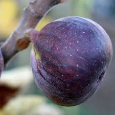 Check spelling or type a new query. Figuier Ronde De Bordeaux Vente En Ligne De Plants De Figuier Ronde De Bordeaux Pas Cher Leaderplant
