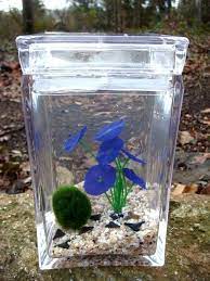 Marimo Pet Moss Ball Living Water Terrarium Japanese By Mossterrariums 37 00 Marimo Moss Ball Marimo Moss Water Terrarium