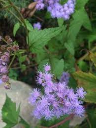Ageratum Houstonim Nordmeer Flower Images Best Flower Wallpaper