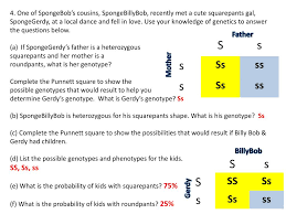 Create a punnett square to show the possibilities that would result if spongebob and sponge susie had children. Ppt Planner Oct 23 T Punnett Squares D Predict The Probability Of An Offspring S Genotype Powerpoint Presentation Id 2005185
