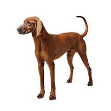 Redbone Coonhound Purina