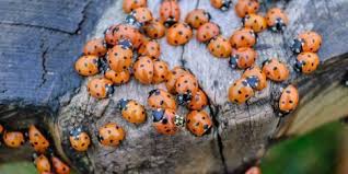 Gesundheitliche gefahren gehen von dem getier nur selten aus, sofern die biester keine allergiker belästigen. Verminscout Der 1 Ratgeber Bei Ungeziefer Und Parasiten