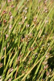 Image result for Schizochilus lepidus