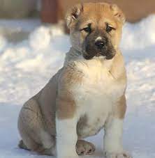 hakiki kngal kpegi satim on instagram hayirli sabahlar kennels ailesii sivas anadolu kennels sivas anadolu kennels sivas anad animals labrador retriever