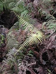 Image result for Gleicheniaceae