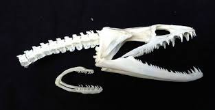 Real Super Rare Moray Eel Skull W 2nd Jaw Taxidermy Snake Fish Moray Eel Animal Skeletons Skull