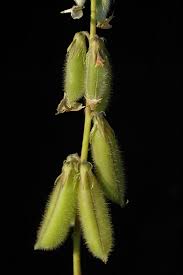 Image result for Crotalaria incana
