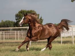 At this time the operator of the whistle stop cafe has decided not to follow these mandatory restrictions, despite efforts by ahs and other partners, nor. Speedhorse Magazine Speedhorsemags Twitter