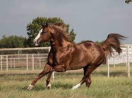 Alberta's original restaurant rebel still fighting for freedom at the whistle stop cafe. Speedhorse Magazine Speedhorsemags Twitter