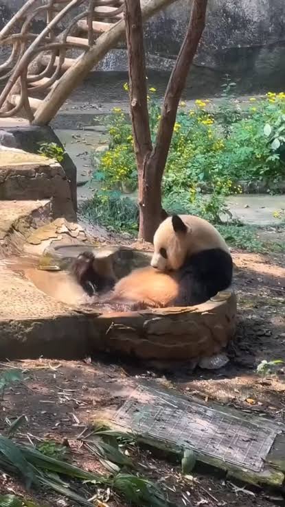How these guys survive in the wild is anyone's guess... 🐼