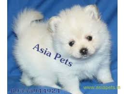 Pomeranian Puppy Price In Surat Pomeranian Puppy For Sale In Surat Pomeranian Puppy For Sale Pomeranian Puppy Puppies