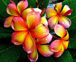 Pin On Flowers