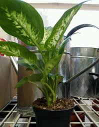 Be wary of this around pets—cats especially—as they are inclined to play with the flower spikes. Is Dumb Cane Plant Toxic To Cat Or Safe Pet Care Advisors