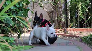 Paw print by kimberlin ferreira rochedo, belgian sheepdog, black and tan coonhound, affenpinscher and basenji by jenna foster, dog by juli , terrier, akita, beagle and pit bull by parkjisun, basset hound by loren holloway, german shorthaired pointer by becca, dog by. Miniature Bull Terrier And French Bulldog Rough Housing Youtube