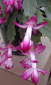 After blooming, your christmas cactus will be entering a growth period and putting out new leaves. 84 Christmas Cactus Ideas Christmas Cactus Cactus Easter Cactus