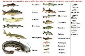 Si vous ne souhaitez pas investir dans un transport express, nous vous invitons à supprimer les poissons de votre commande. 23 Idees De Poissons D Eau Douce Poisson D Eau Douce Eaux Douces Peche Poisson