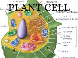 The nucleus controls and regulates the activities of the cell (e.g., growth and metabolism) and carries the genes. Bio Project By Isabella Plasencia