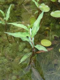 Image result for Persicaria barbata